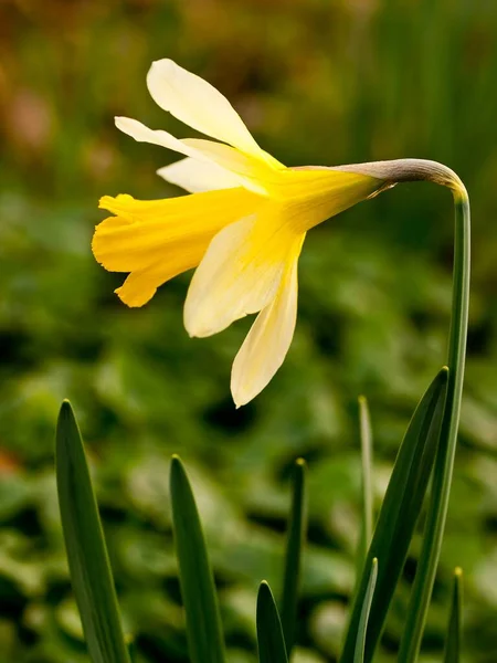 黄花白天在绿草上生长的黄花的竖直照片 — 图库照片