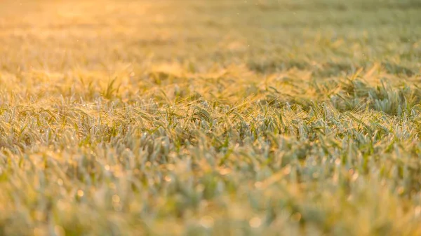 Селективный Фокус Пшеничном Поле — стоковое фото