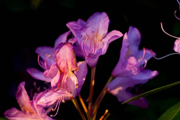 Ένα Κοντινό Πλάνο Πολλά Μοβ Λουλούδια Ένα Δίπλα Στο Άλλο — Φωτογραφία Αρχείου
