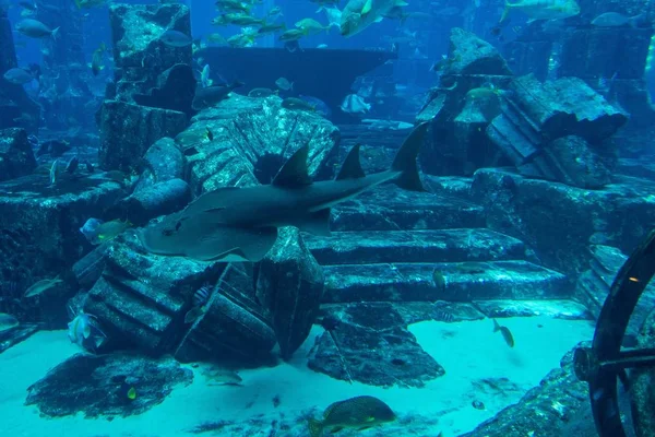 Havslivet Lost Chambers Aquarium Ljuset Dubai Uae — Stockfoto