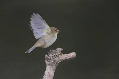 Wintering Common chiffchaff Phylloscopus collybita taking-off, its wings starting down-flap and legs straightening, . Ghadira Nature Reserve, Malta clipart