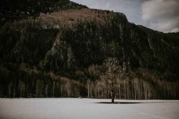 Een Adembenemend Landschap Van Een Enkele Boom Een Besneeuwd Gebied — Stockfoto