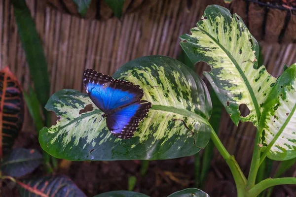 Gros Plan Papillon Bleu Sur Une Feuille Sous Lumière Soleil — Photo