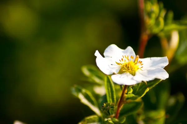 Ένα Κοντινό Πλάνο Ενός Λευκού Λουλουδιού Πίσω Από Ένα Πράσινο — Φωτογραφία Αρχείου