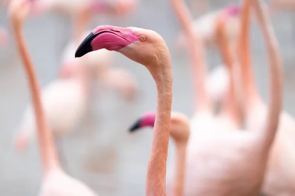 Närbild Flamingo Solljuset Med Suddig Bakgrund — Stockfoto