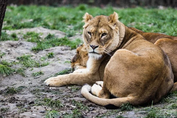 Deux Lions Couchés Sur Sol Entourés Verdure Avec Fond Flou — Photo