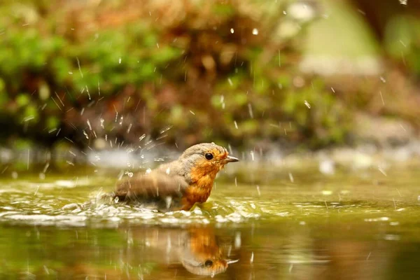 Closeup Shot Cute European Robin Bird Swimming Lake Blurred Background — Stock Photo, Image