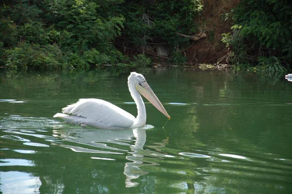 Uma Bela Foto Pelicano Branco Nadando Água Cercado Por Árvores — Fotografia de Stock