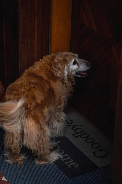 Perro Jengibre Parado Frente Puerta Una Alfombra Bienvenida Bajo Las —  Fotos de Stock