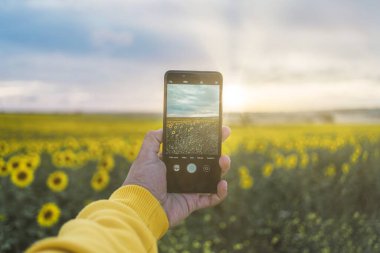 A man in yellow clothing taking a photo on a smartphone of a sunflower field at sunset clipart