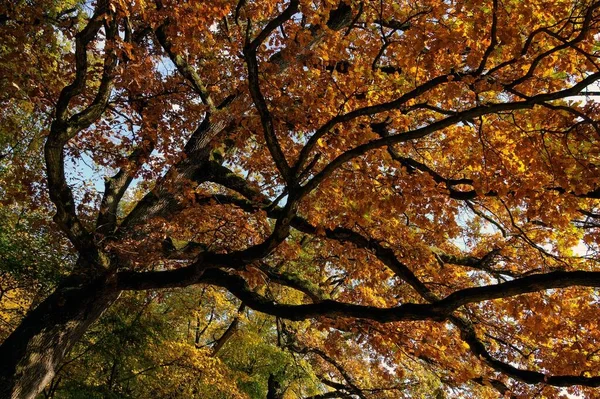 Uma Bela Foto Dos Galhos Uma Árvore Com Folhas Amarelas — Fotografia de Stock