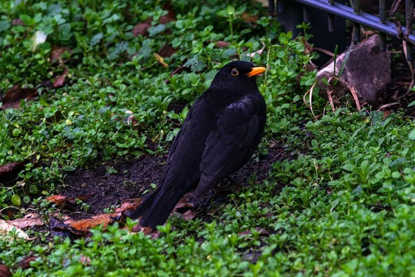 緑の芝生の近くの森の中の黒いミナ鳥 — ストック写真