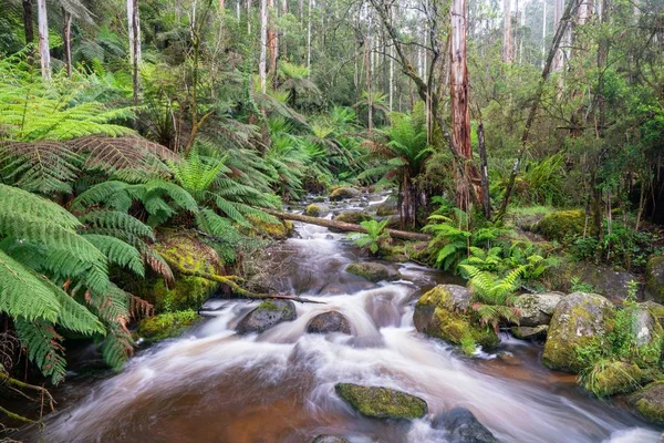 Melbourne Australia Nov 2018 River Toorongo Victoria Australia Photo Long — Φωτογραφία Αρχείου