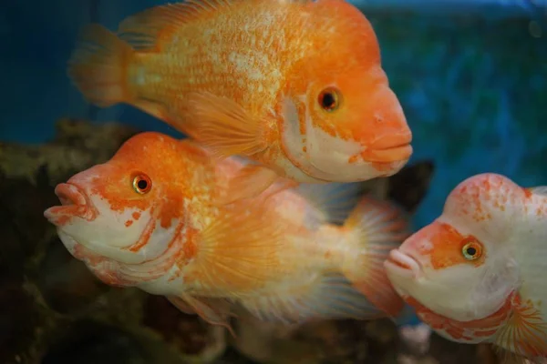 Closeup Shot Cichlid Fishes Swims Aquarium Blurred Background — Stock Photo, Image