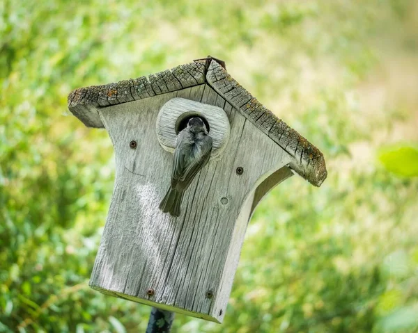 Acercamiento Pájaros Pequeños Asomándose Entrada Una Pequeña Pajarera Madera — Foto de Stock