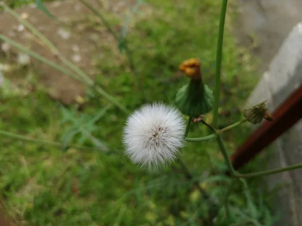 Photo de fermeture d'une fleur de pissenlit — Photo