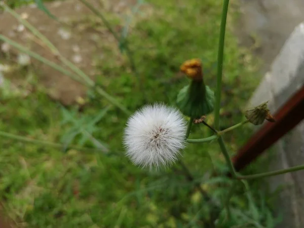 蒲公英花的合影 — 图库照片