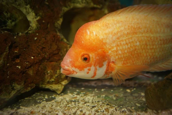 Närbild Bild Orange Cichlid Fisk Simmar Akvariet Med Suddig Bakgrund — Stockfoto