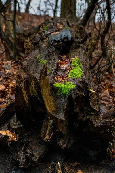 Vertikální detailní záběr kořene stromu v lese — Stock fotografie