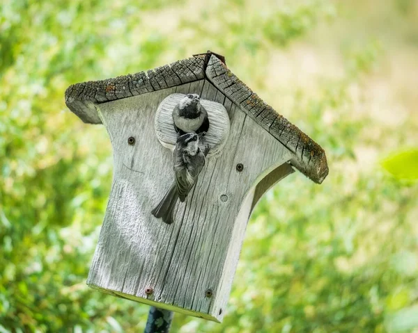 小さな木製の鳥の家のエントリから見て小さな鳥のクローズアップ — ストック写真
