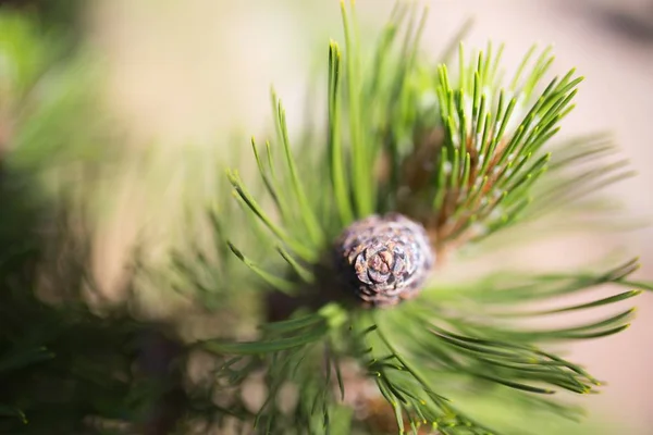 Closeup shot of a short straw pine on a blurred background — Stock Photo, Image