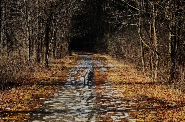 秋には森の中の枯木に囲まれた小さな道 — ストック写真