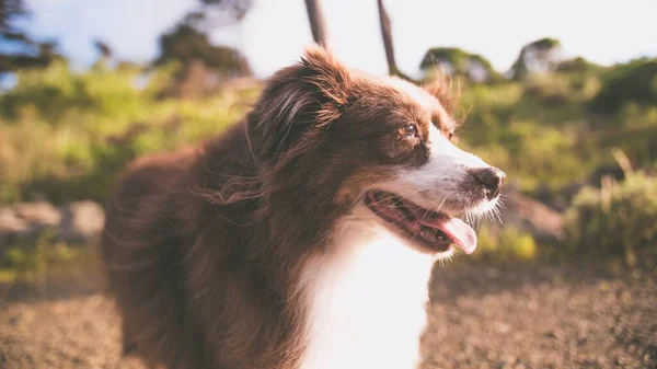 Closeup Shot Cute Australian Shepherd Puppy Bright Background — Stock Photo, Image