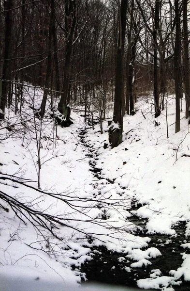 Plano Vertical Bosque Con Muchos Árboles Sin Hojas Cubiertos Nieve —  Fotos de Stock