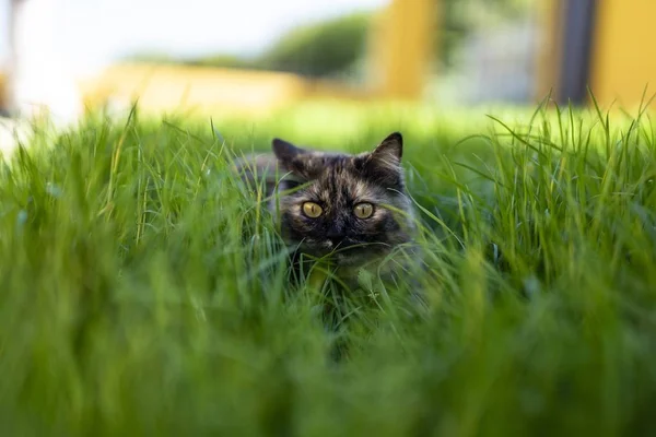 Närbild Selektiv Fokus Skott Katt Tittar Rak Riktning Och Sitter — Stockfoto