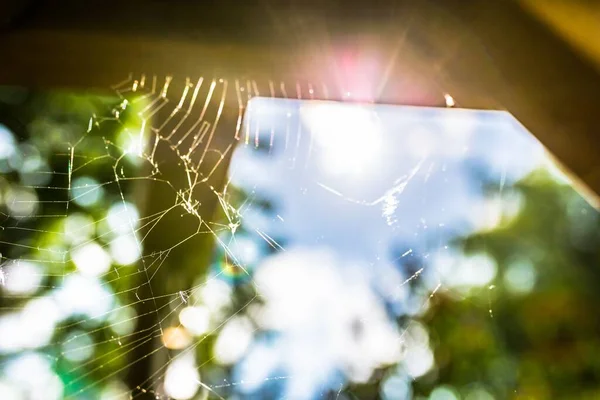 Крупним планом знімок павутинної мережі з розмитим тлом — стокове фото