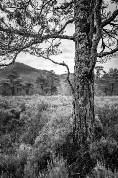 Vertical greyscale close seup tiro de uma árvore velha no centro de um campo — Fotografia de Stock