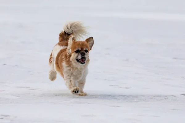 雪の地面を走る可愛い仲間の犬のクローズアップ — ストック写真