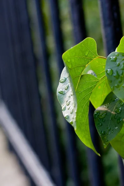 Een Verticaal Schot Van Druppels Water Bladeren Van Een Plant — Stockfoto