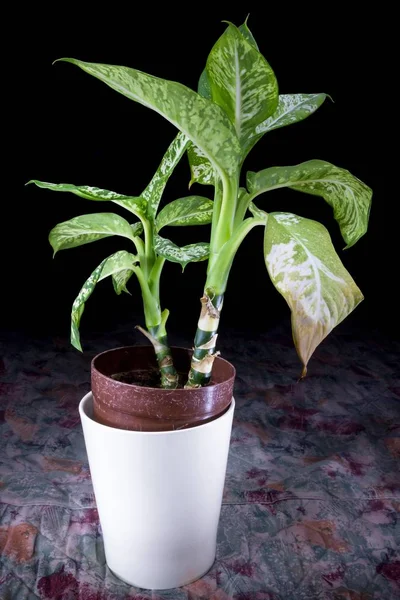 Disparo Vertical Una Planta Verde Una Maceta Blanca — Foto de Stock