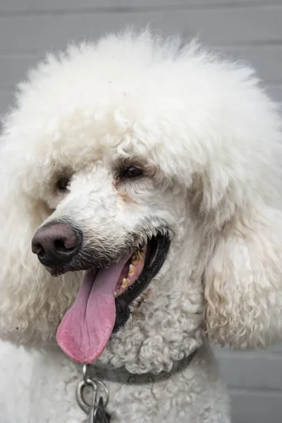 Primer Plano Vertical Cabeza Lindo Caniche Blanco Que Sobresale Lengua —  Fotos de Stock