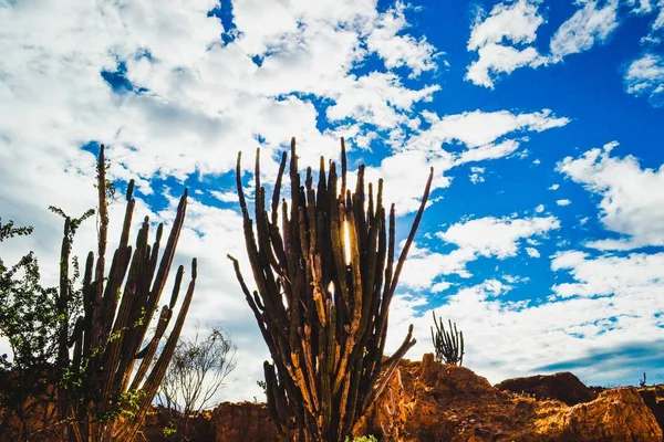 Las Grandes Plantas Cactus Sobre Las Rocas Desierto Tatacoa Colombia — Foto de Stock