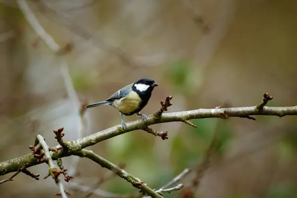 Eine Schöne Aufnahme Eines Niedlichen Vogels Auf Dem Ast Mit — Stockfoto