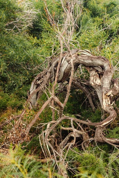 Eine Vertikale Aufnahme Eines Trockenen Baumes Der Zwischen Dem Gras — Stockfoto