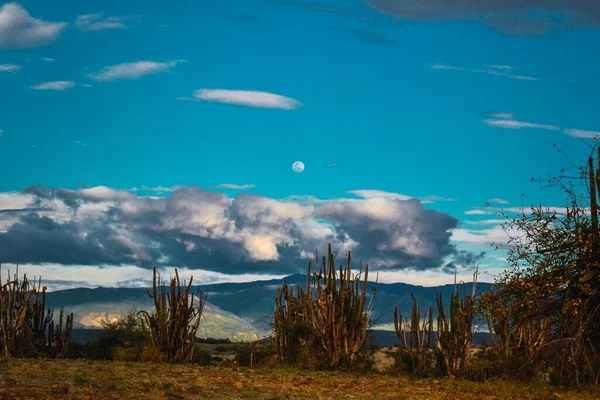 Экзотические Дикие Растения Растущие Пустыне Татакоа Колумбия Закате — стоковое фото