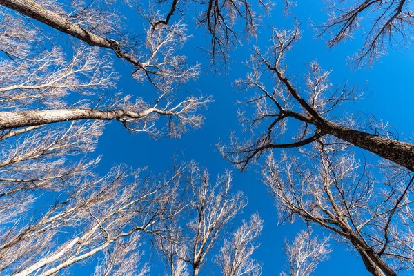 Niski Kąt Strzał Śmiałego Wysokiego Drzewa Jasnego Błękitnego Nieba — Zdjęcie stockowe