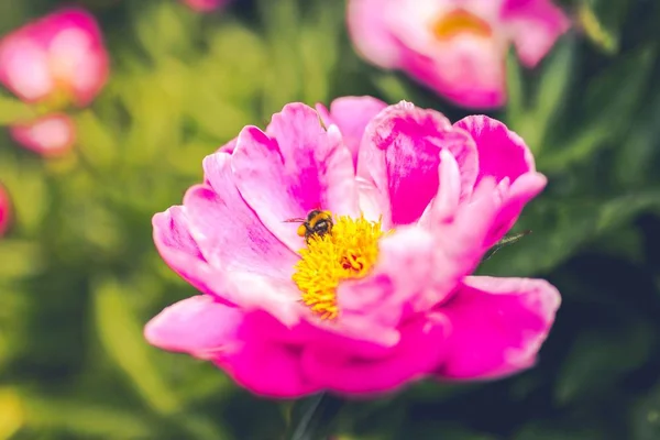 배경 이 흐릿 한 자주 색 꽃 위에 있는 벌을 클로즈업 한 사진 — 스톡 사진