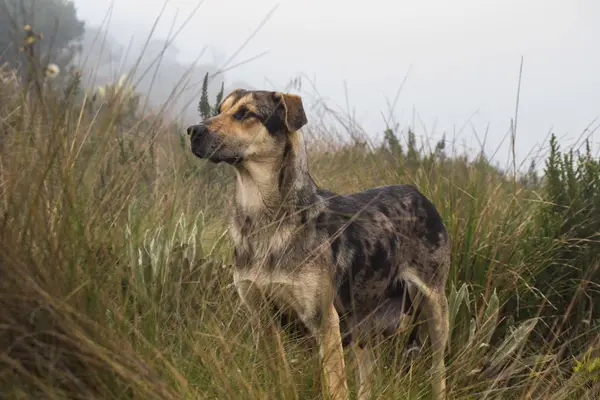 Cane sottile in piedi nel campo durante il giorno — Foto Stock