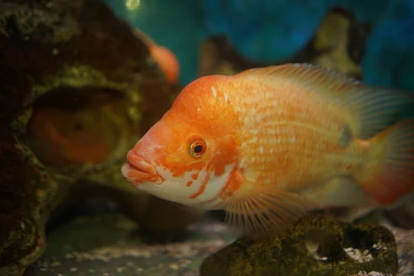 Närbild Bild Orange Cichlid Fisk Simmar Akvariet Med Suddig Bakgrund — Stockfoto