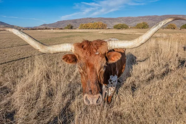 Longhorn Steuert Auf Einer Ranch Bei Heber Utah — Stockfoto