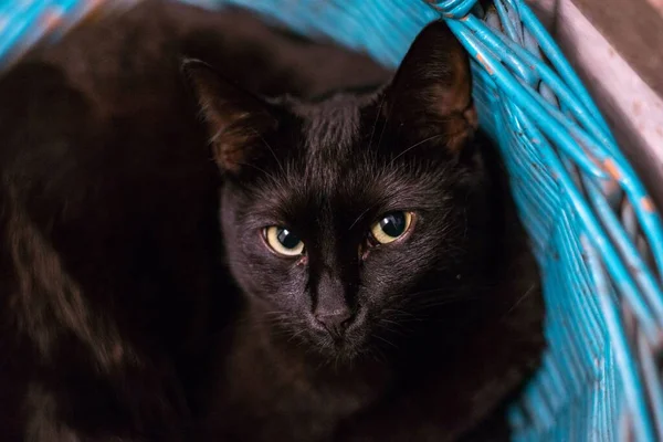 Крупним планом знімок чорного кота, який дивиться прямо в камеру — стокове фото