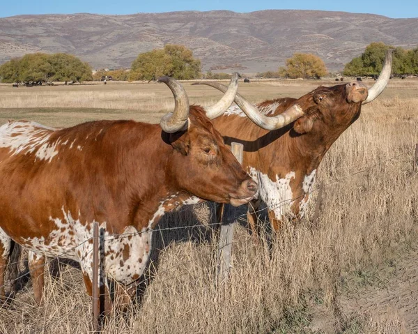 Longhorn Bois Rancho Perto Heber Utah — Fotografia de Stock