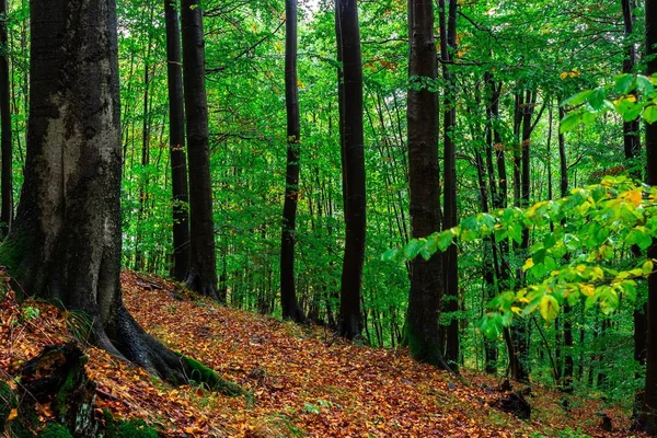 Les Pokrytý Stromy Suchými Listy Během Podzimu Dešti — Stock fotografie