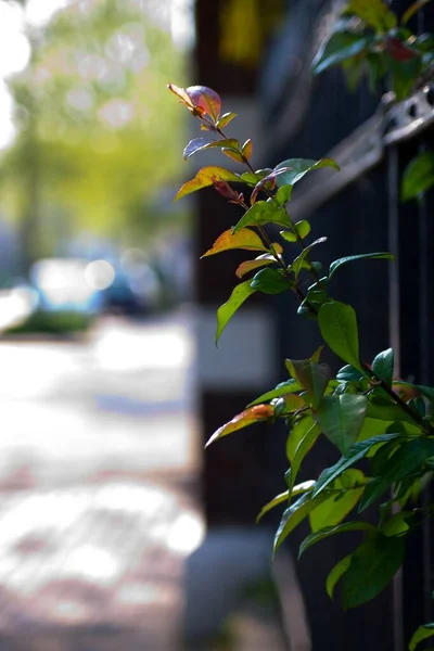 A vertical shot of a green branch growing behind a building