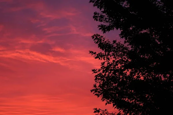 Une Silhouette Arbre Sous Ciel Nuageux Pendant Coucher Soleil Rose — Photo