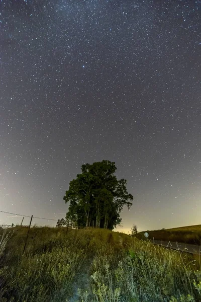 Låg Vinkel Vertikal Skott Grönska Och Träd Stjärnklar Blå Himmel — Stockfoto